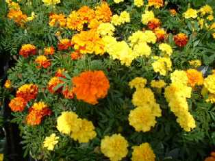 花･観葉植物のレンタル･リース「花と緑」in栃木