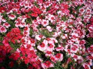 花･観葉植物のレンタル･リース「花と緑」in栃木