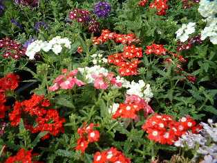 花･観葉植物のレンタル･リース「花と緑」in栃木