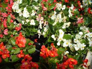 花･観葉植物のレンタル･リース「花と緑」in栃木