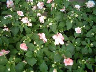 花･観葉植物のレンタル･リース「花と緑」in栃木