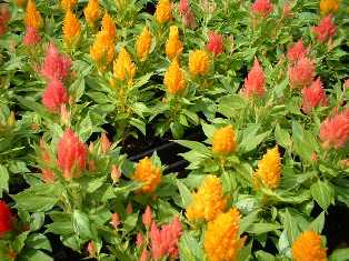 花･観葉植物のレンタル･リース「花と緑」in栃木