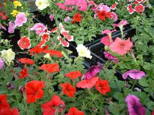 花･観葉植物のレンタル･リース「花と緑」in栃木