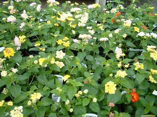 花･観葉植物のレンタル･リース「花と緑」in栃木