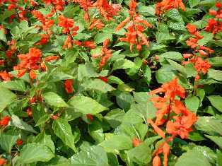 花･観葉植物のレンタル･リース「花と緑」in栃木